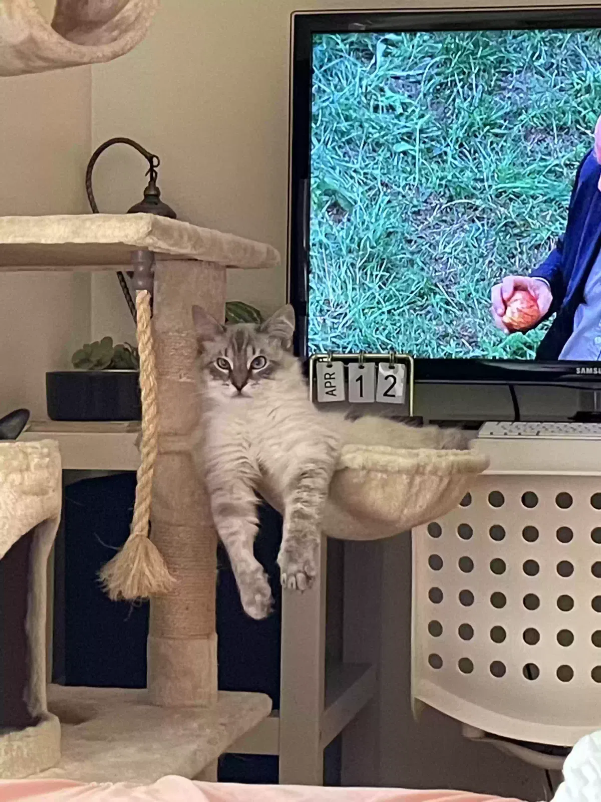 Lost cat in Carlsbad, CA, 92010