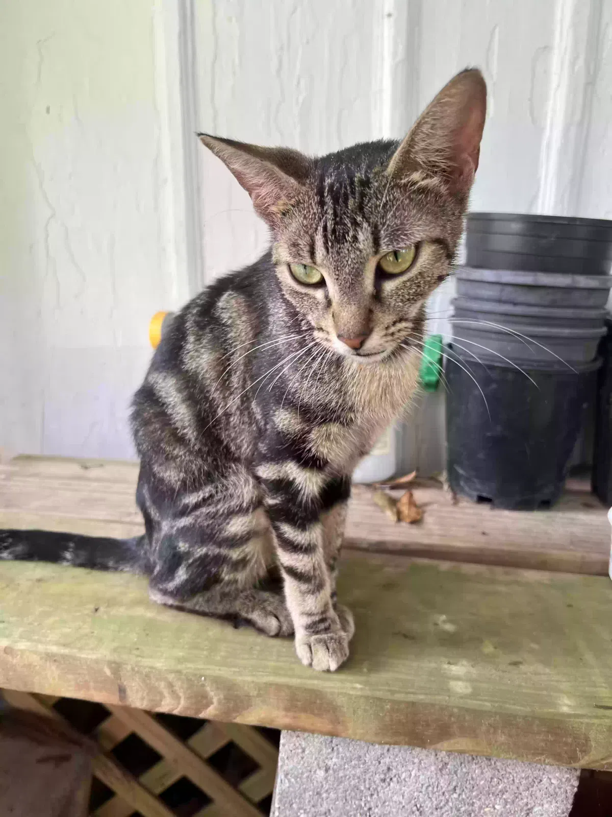 Found cat in Taylorsville, MS, 39168