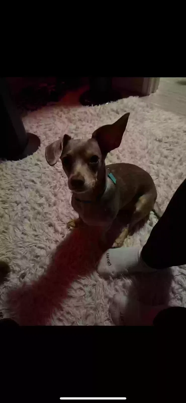 Lost dog in Leander, TX, 78641