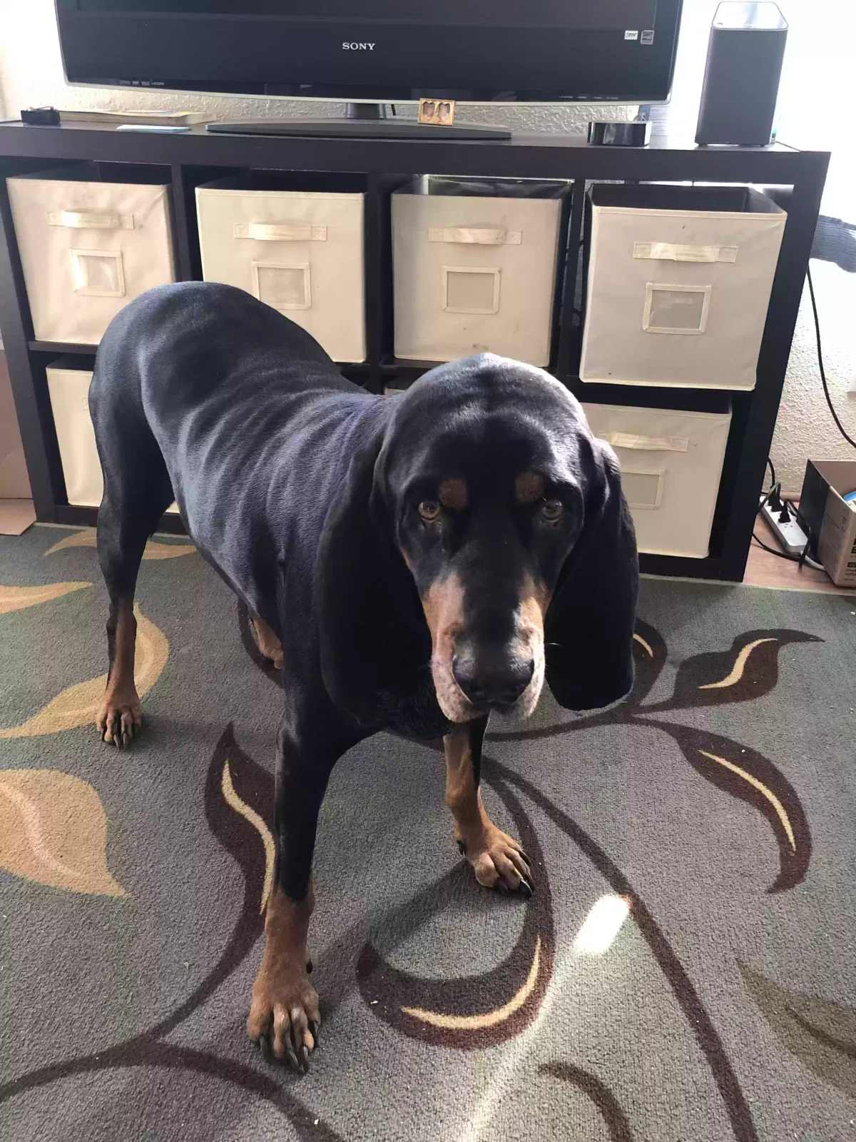 Lost dog in River Falls, WI, 54022