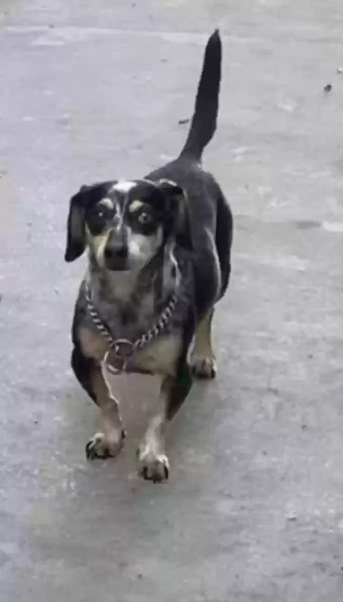 Lost dog in Lutz, FL, 33559