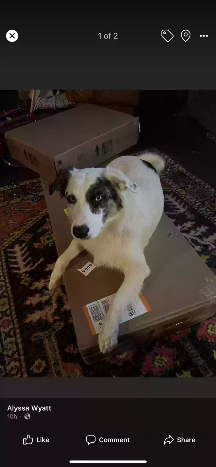 Lost dog in Granbury, TX, 76049