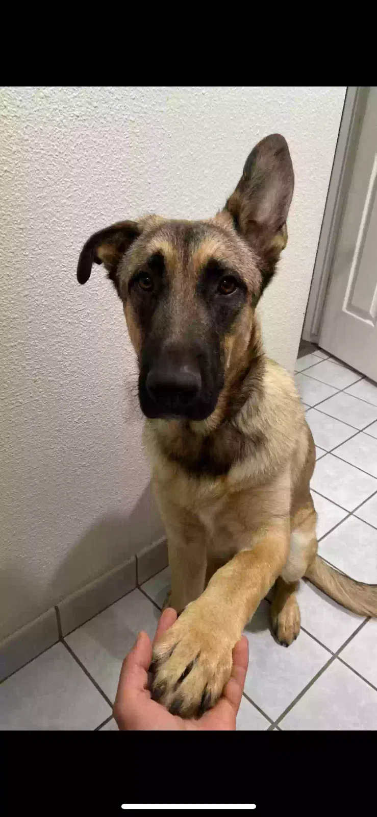 Lost dog in Manteca, CA, 95337