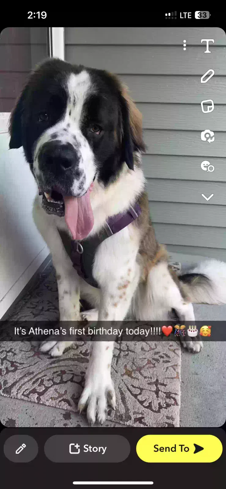 Lost dog in Center City, MN, 55012