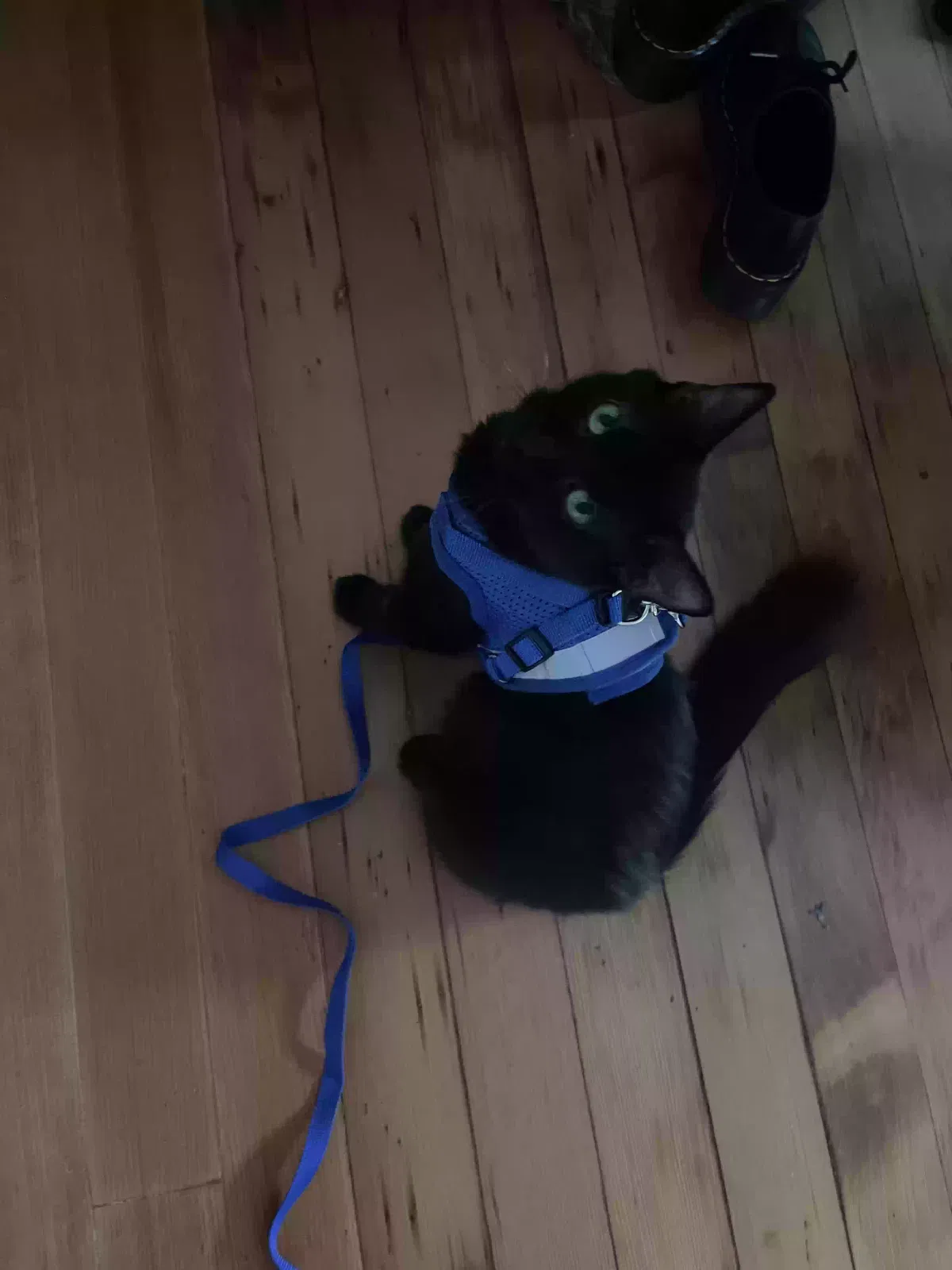 Lost cat in San Diego, CA, 92102