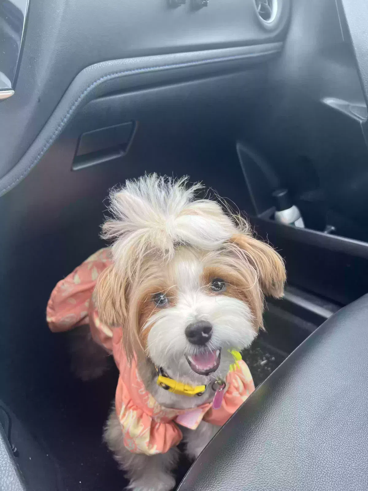 Lost dog in Houston, TX, 77085