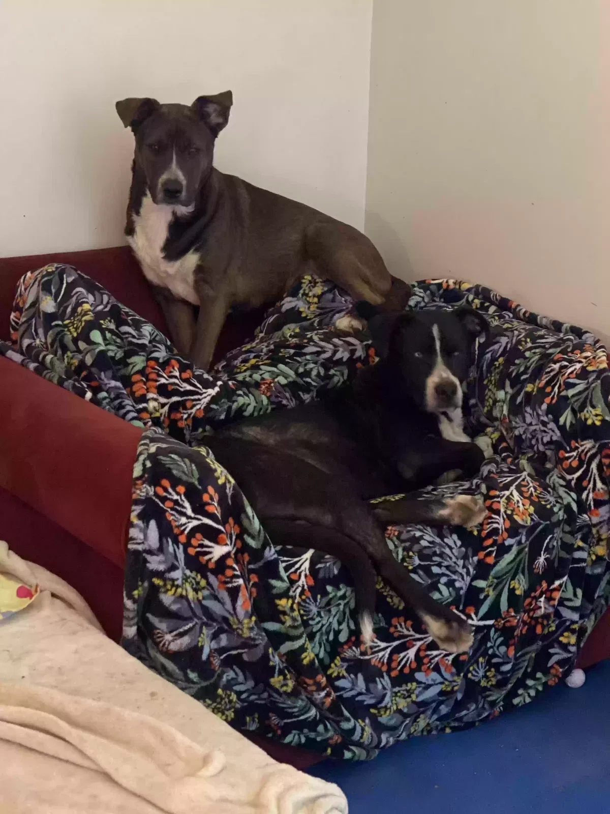Lost dog in Seattle, WA, 98144