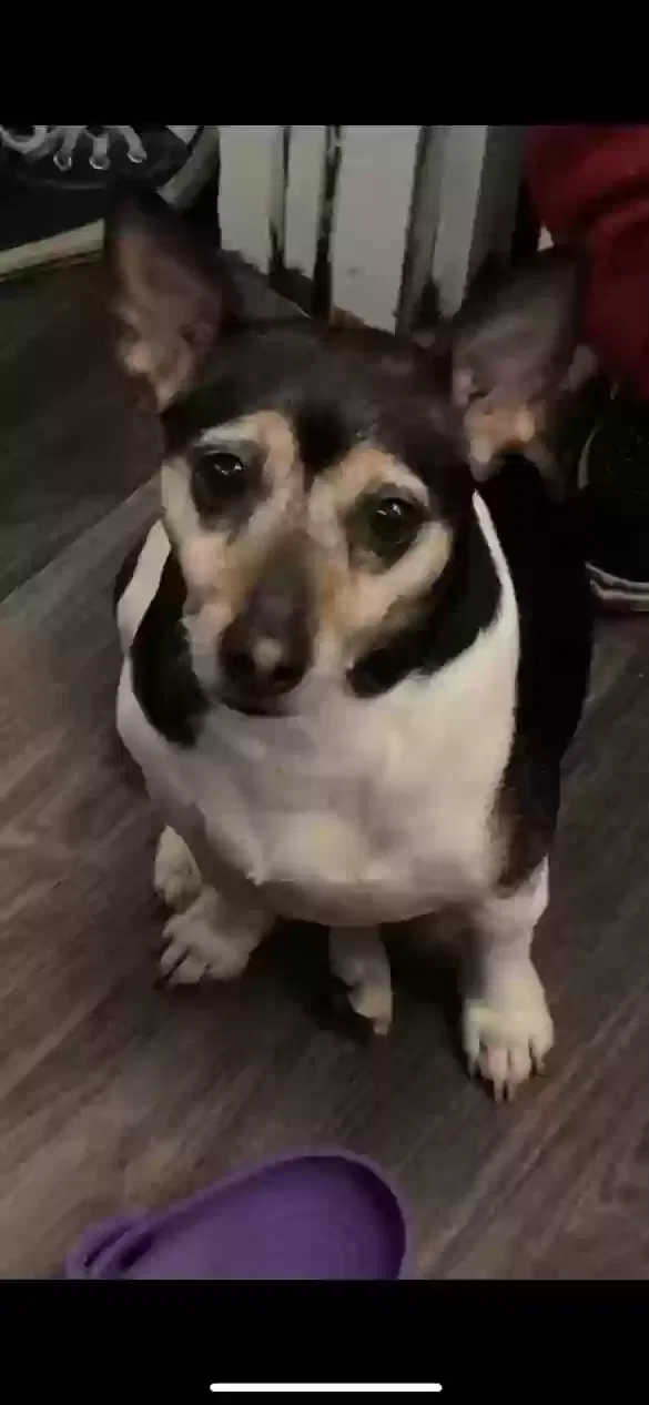 Lost dog in Hopland, CA, 95449