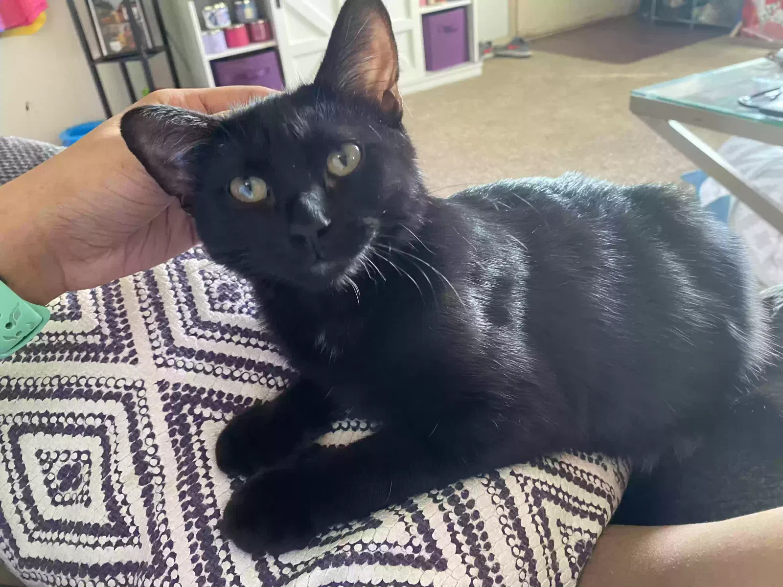 Lost cat in Grandview, MO, 64030