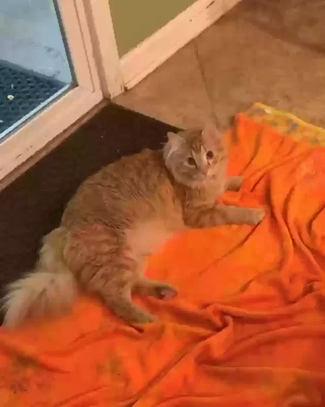 Lost cat in High Point, NC, 27265