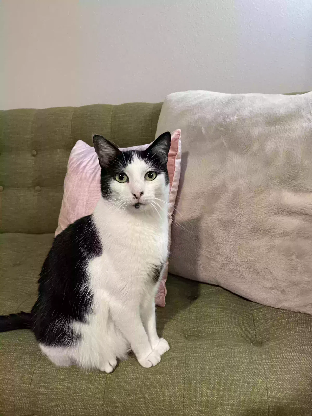 Lost cat in Hutto, TX, 78634