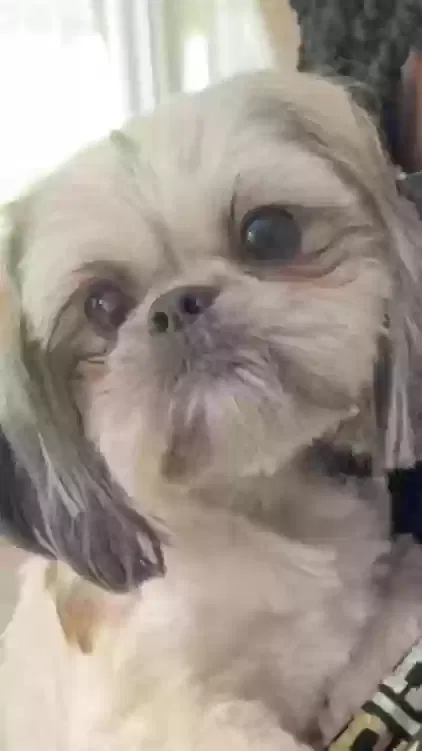 Lost dog in Joliet, IL, 60433