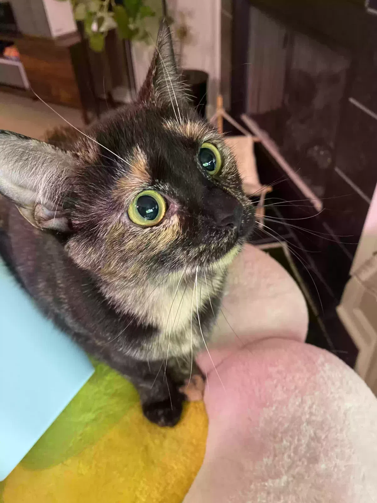 Lost cat in Louisville, KY, 40243