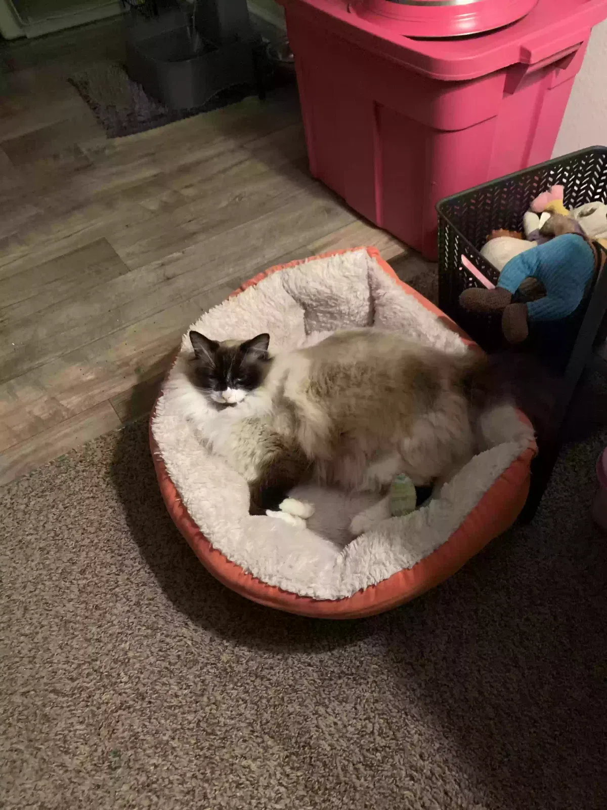 Lost cat in Oregon City, OR, 97045