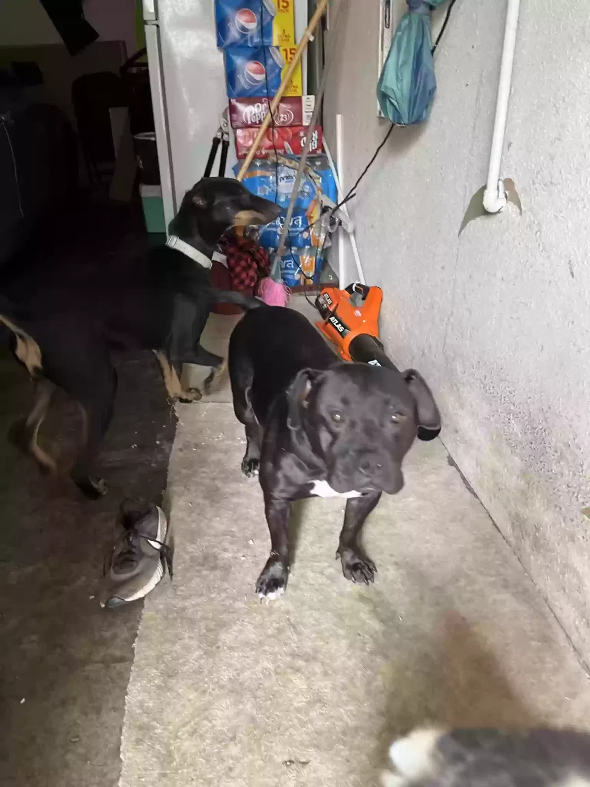 Lost dog in Houston, TX, 77036