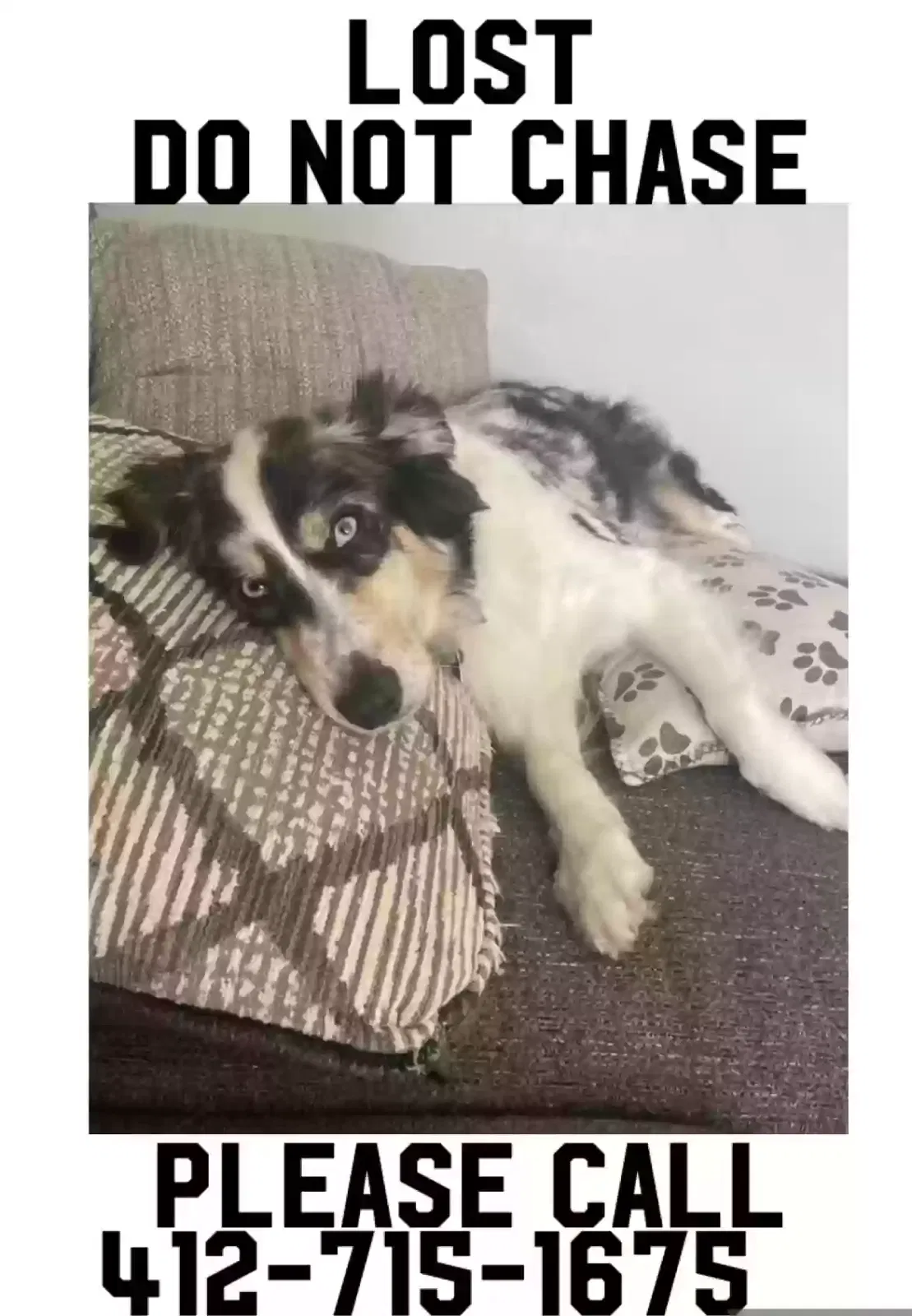 Lost dog in Washington, PA, 15301