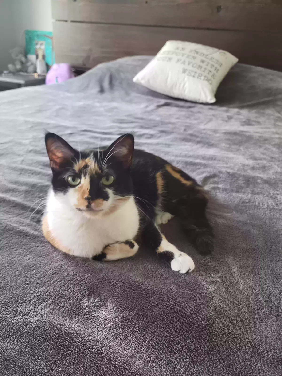 Lost cat in Marrero, LA, 70072