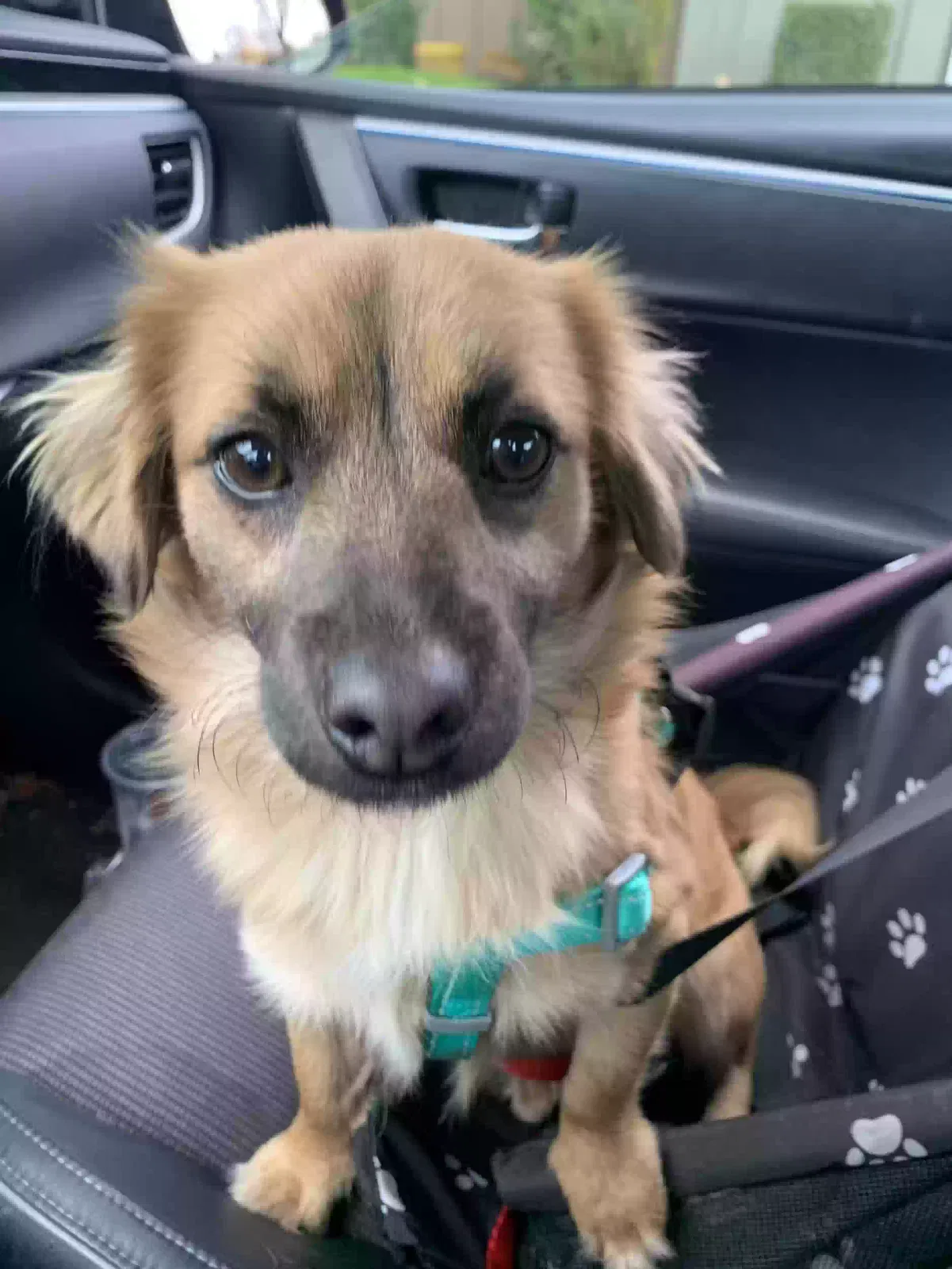 Lost dog in Fresno, CA, 93722