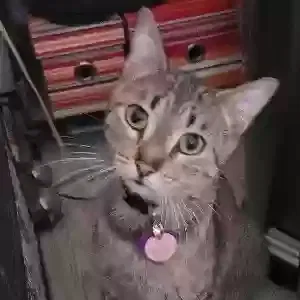 Lost cat in Daleville, IN, 47334
