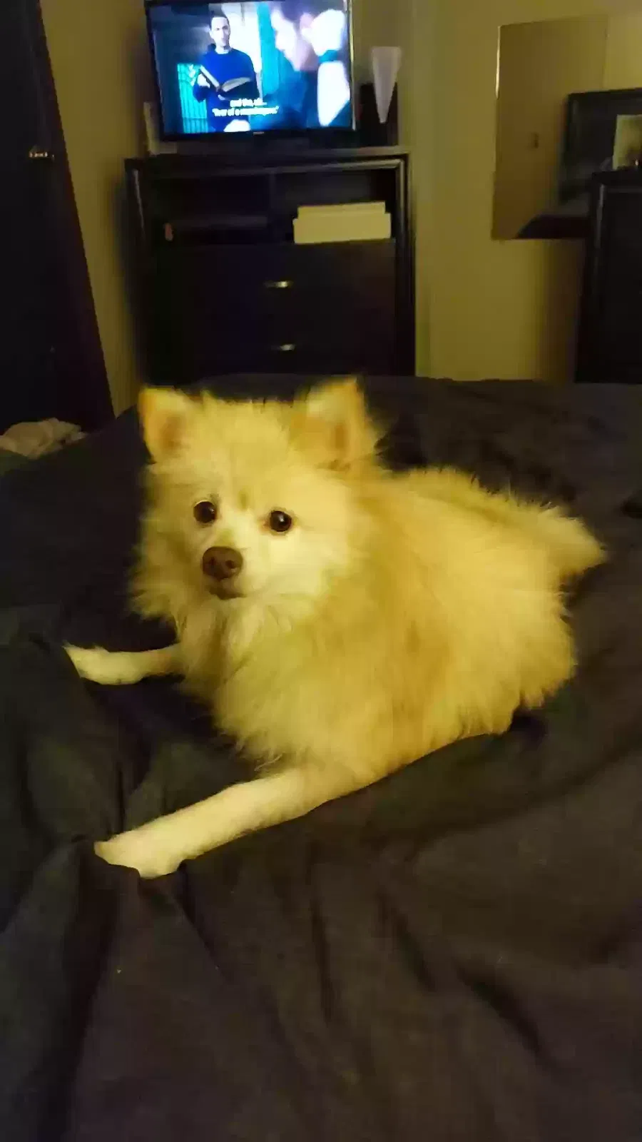 Lost dog in Winston Salem, NC, 27107