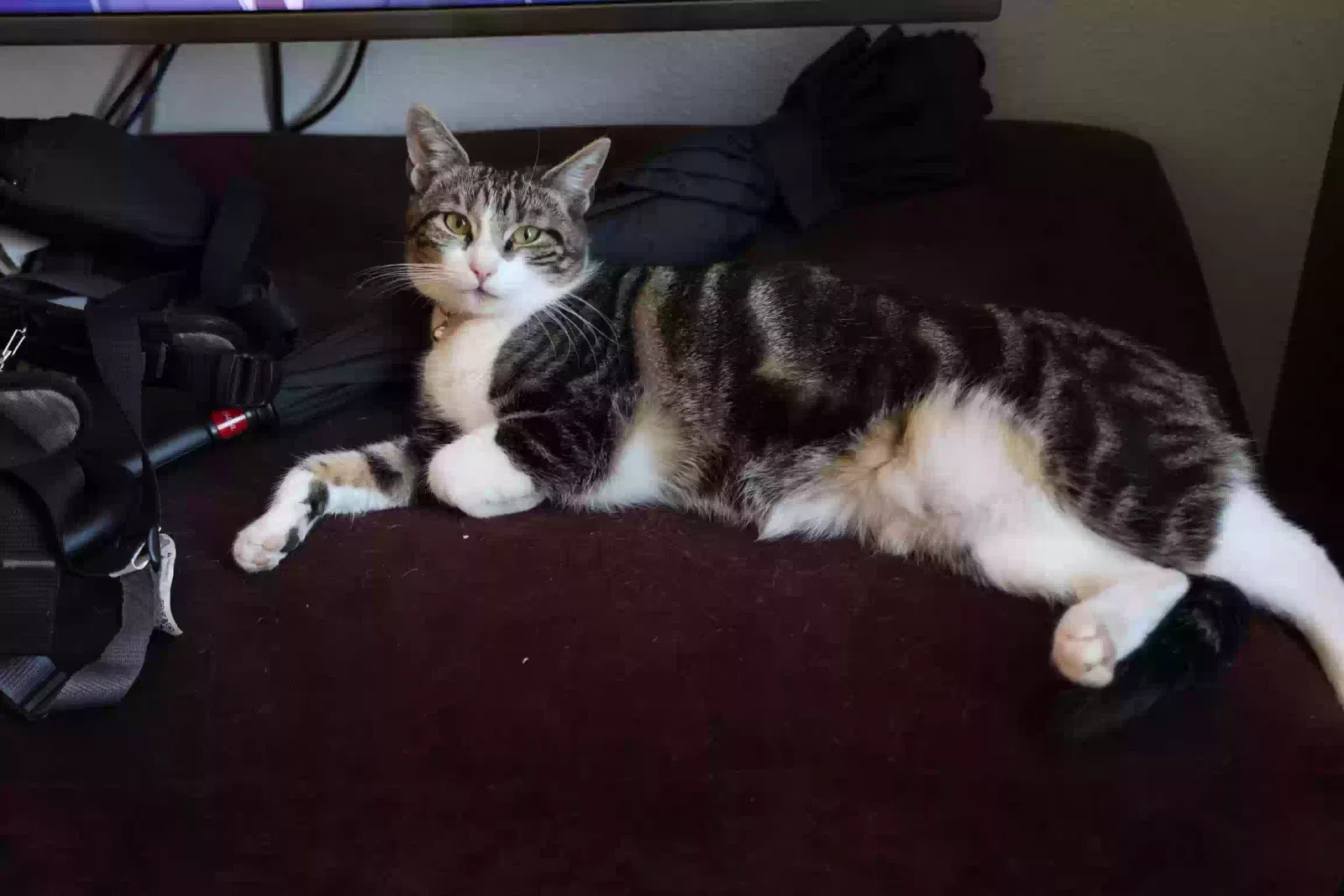 Lost cat in Woodland Hills, CA, 91367