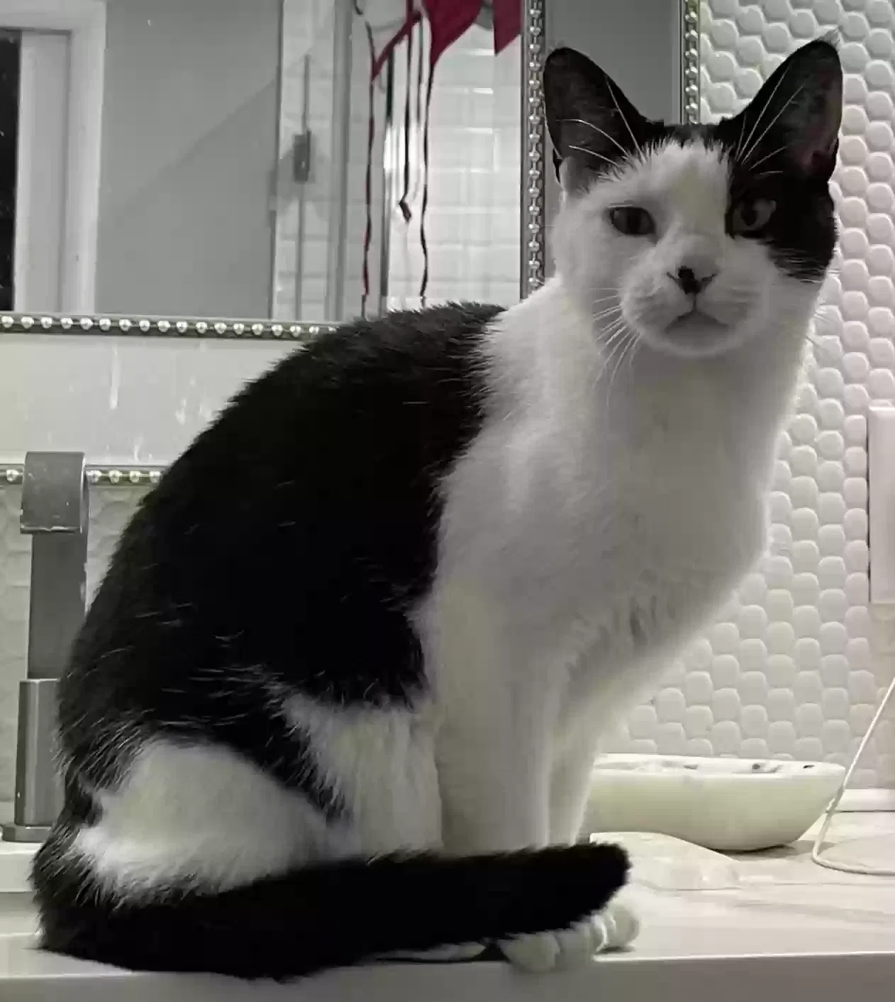 Lost cat in Fort Lauderdale, FL, 33322