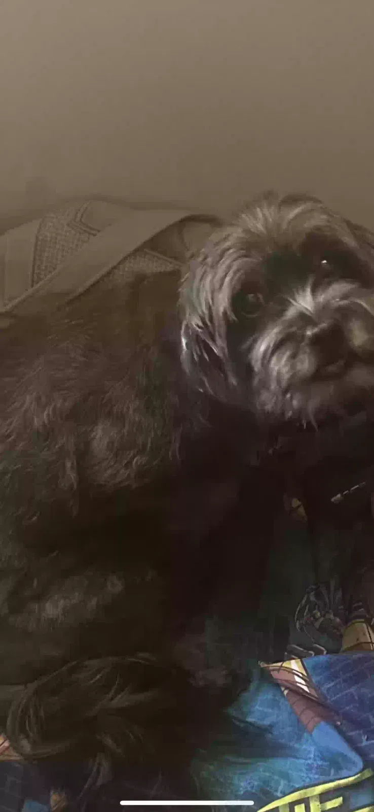 Lost dog in Lilburn, GA, 30047