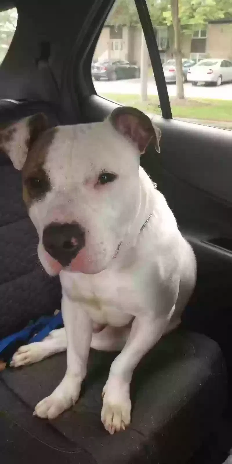 Lost dog in Youngstown, OH, 44509