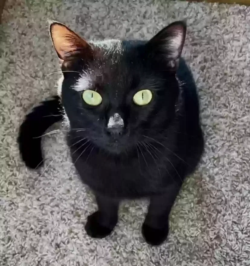 Lost cat in Seattle, WA, 98112