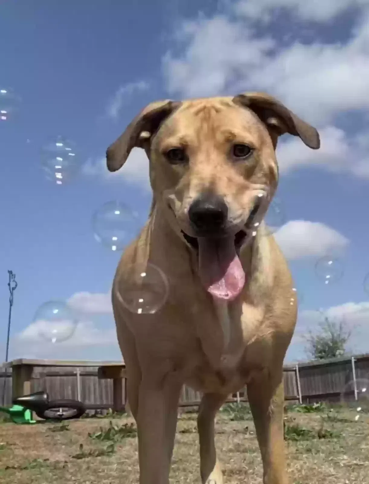 Lost dog in Salado, TX, 76571