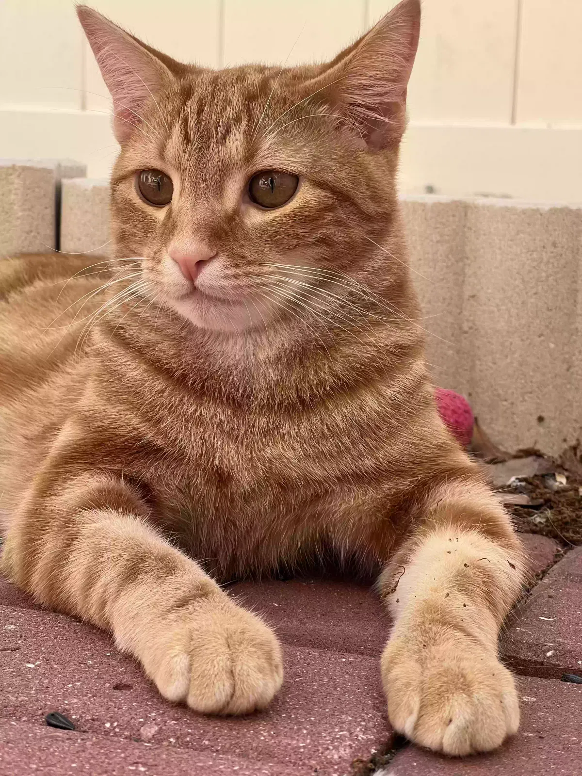 Lost cat in New Port Richey, FL, 34652