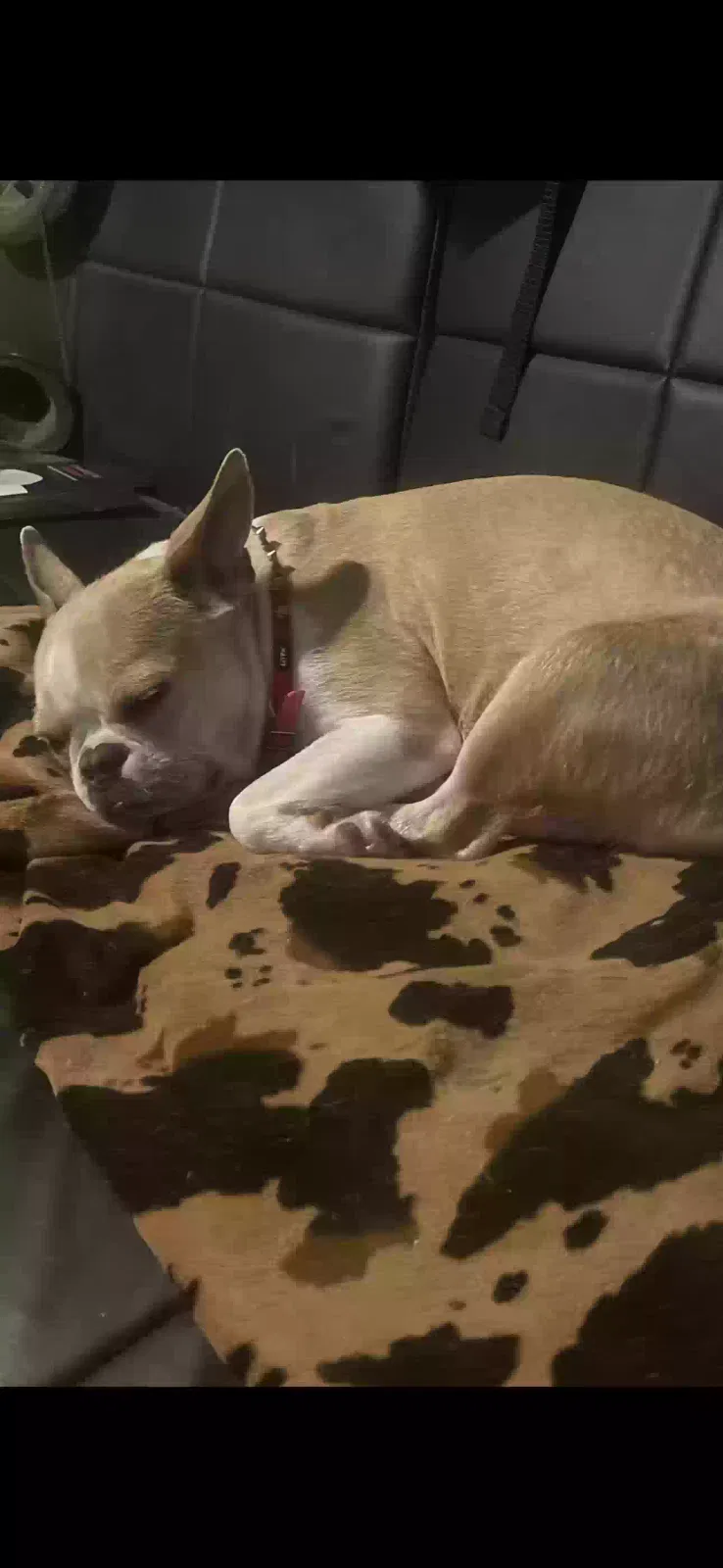 Lost dog in Wheatland, MO, 65779