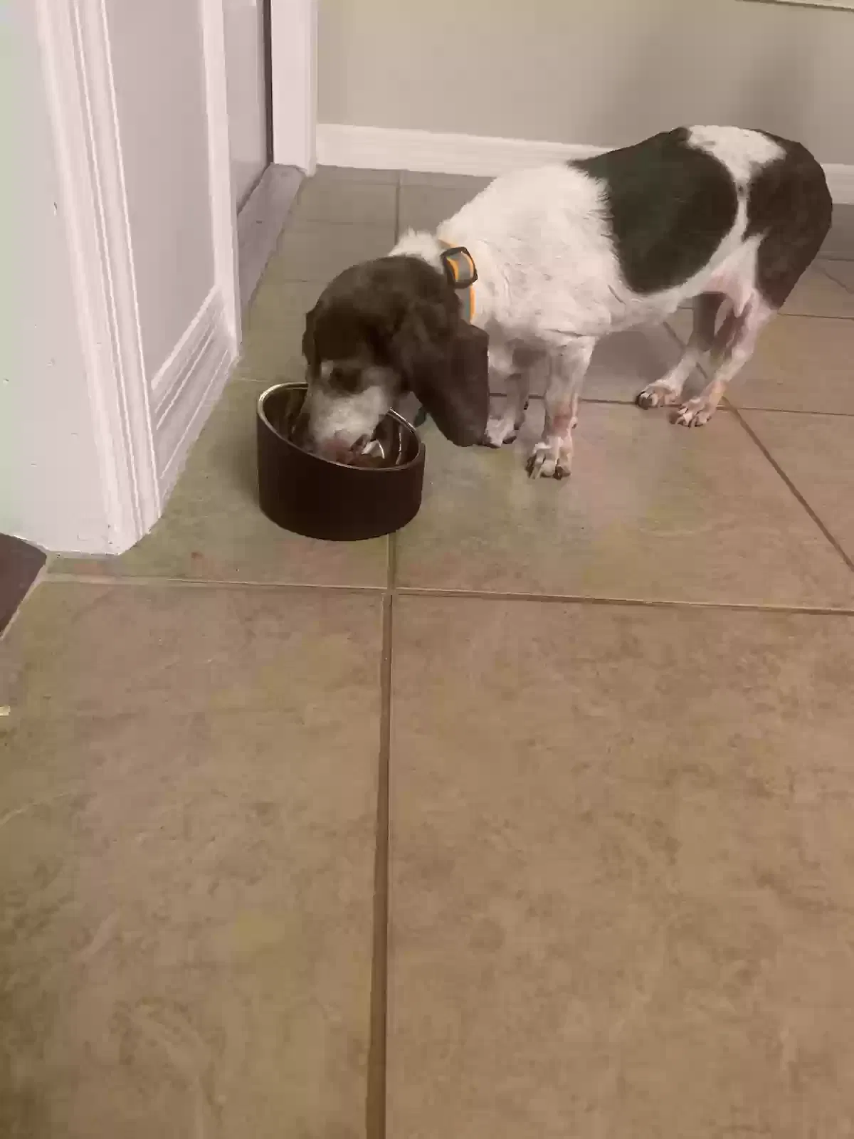 Lost dog in Deltona, FL, 32725