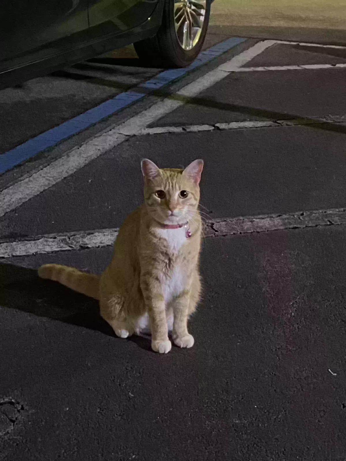 Found cat in Hialeah, FL, 33014