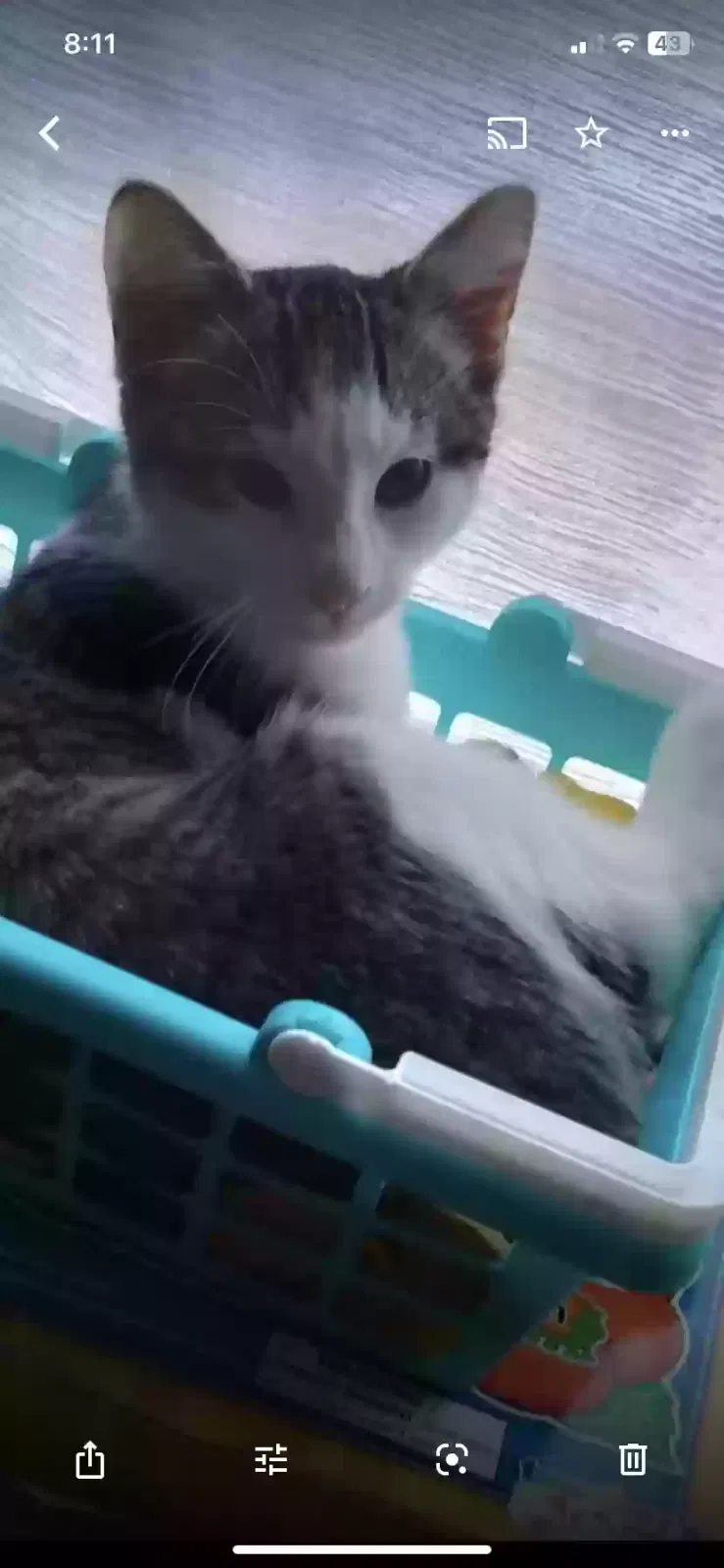 Lost cat in Princeton, MN, 55371
