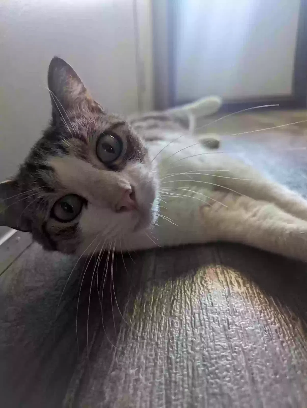 Found cat in Hot Springs National Park, AR, 71913