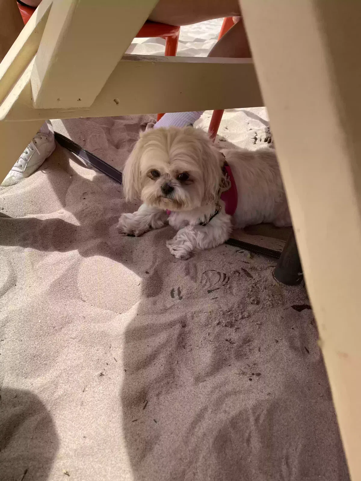 Lost dog in Valley Village, CA, 91607
