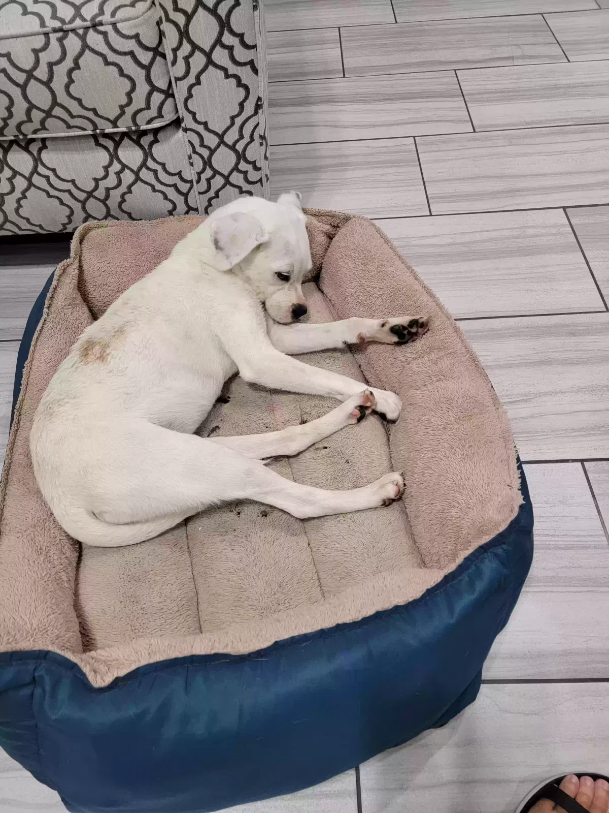 Found dog in Corpus Christi, TX, 78414