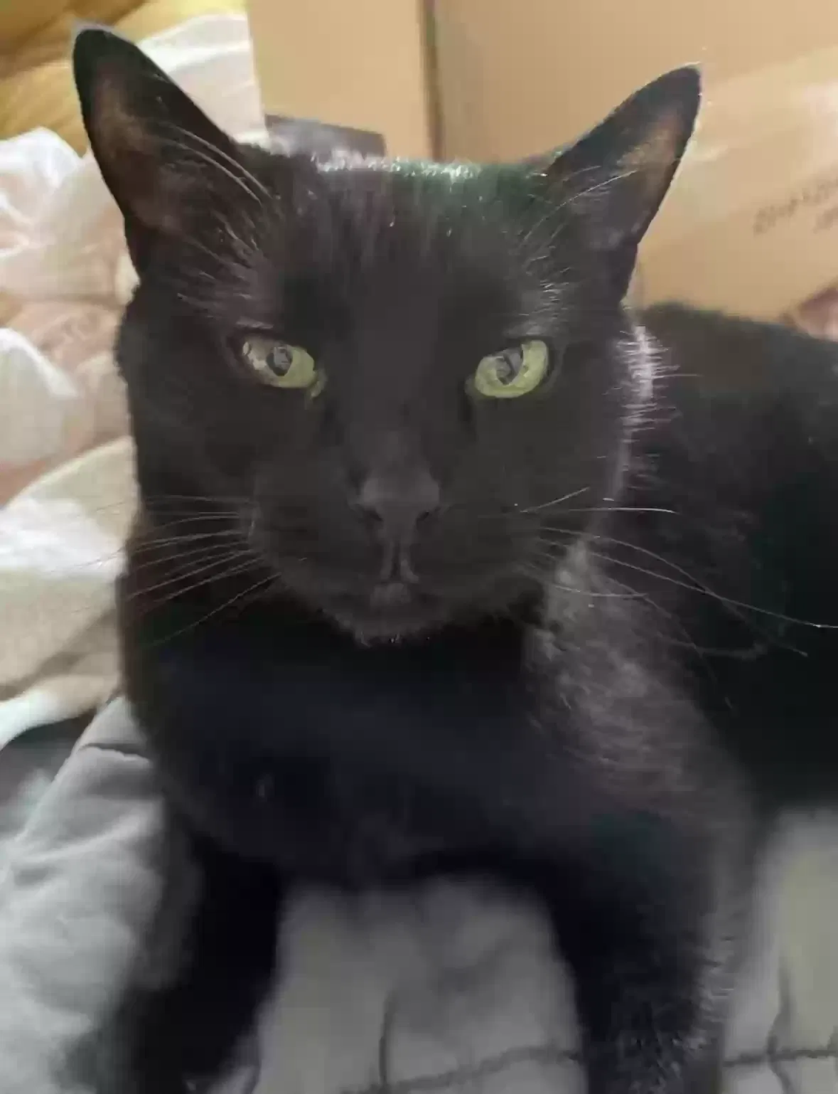 Lost cat in Thousand Oaks, CA, 91362