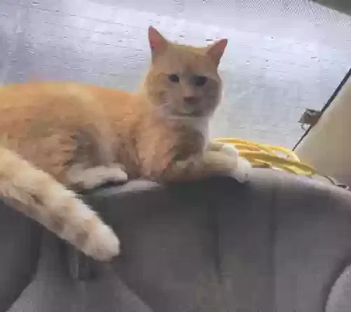Lost cat in Ellijay, GA, 30540