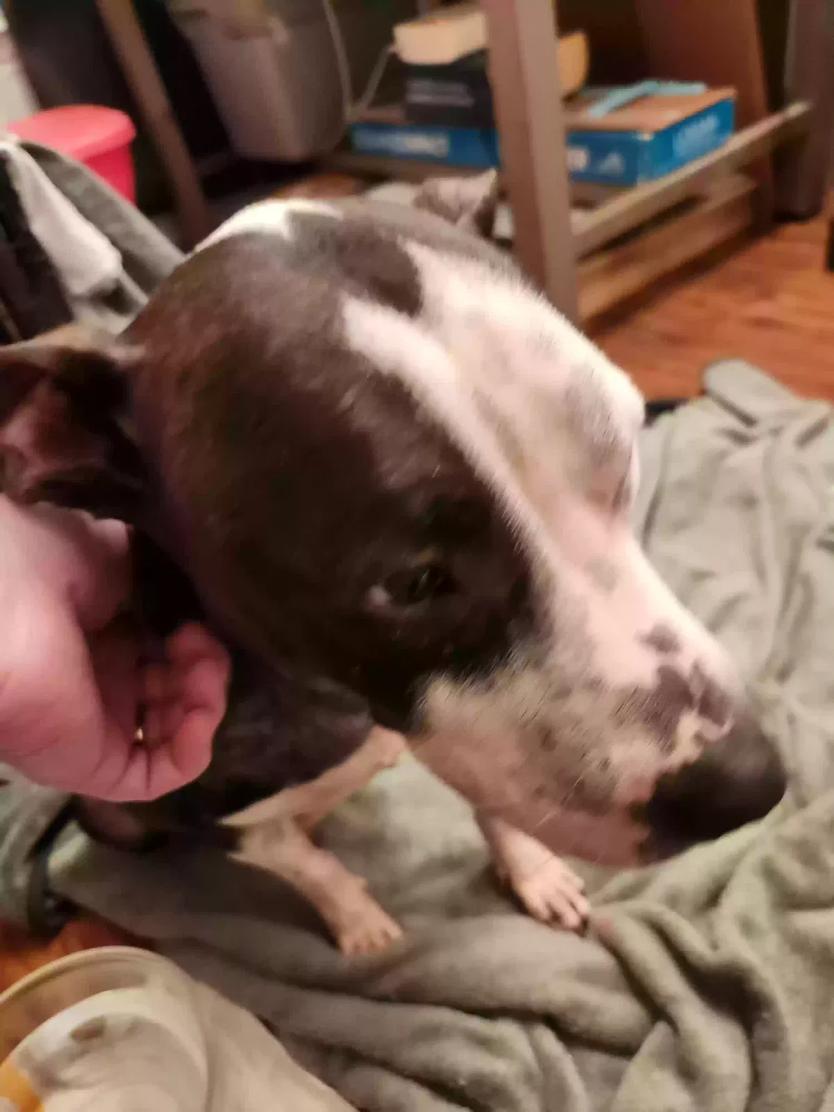 Found dog in Micanopy, FL, 32667