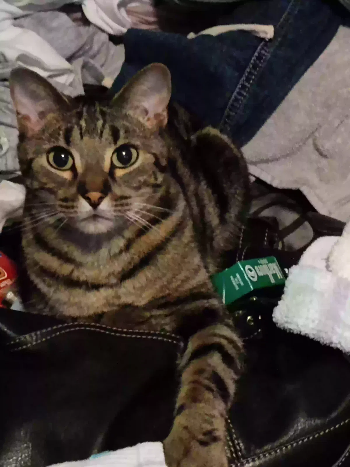 Lost cat in Stewartville, MN, 55976