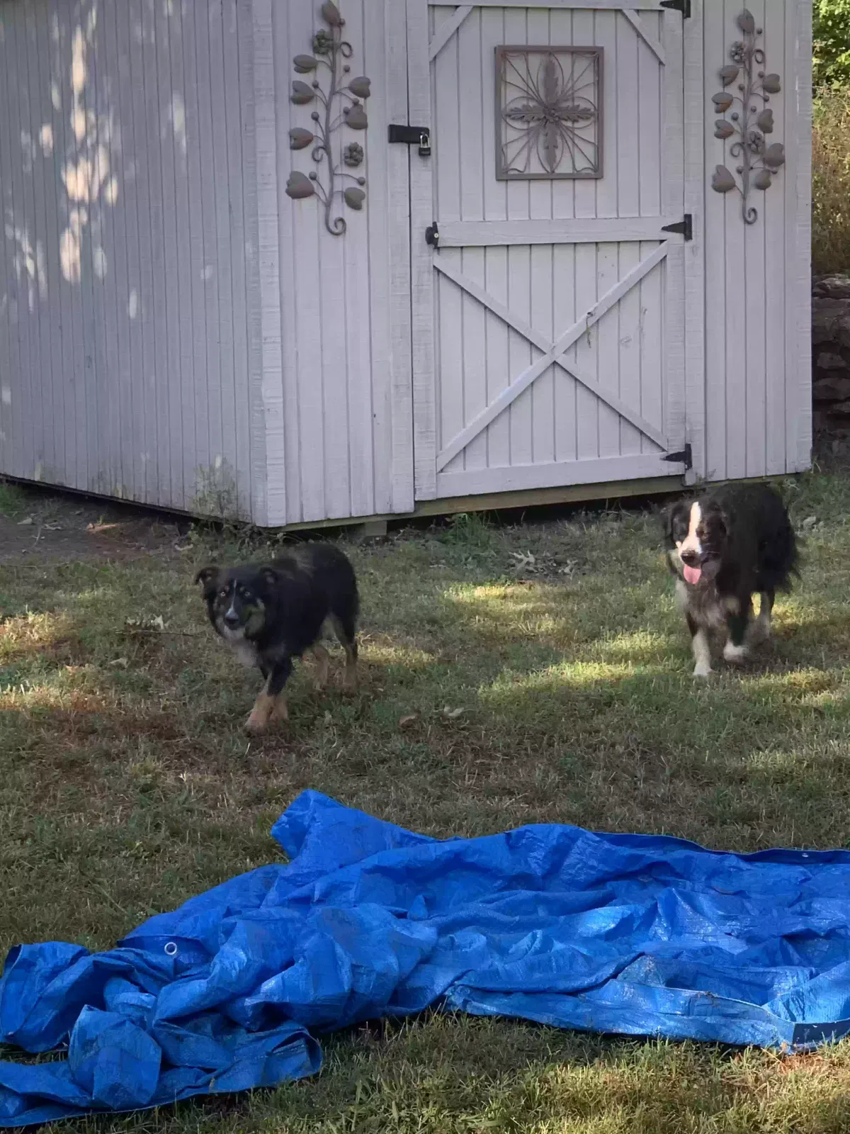 Found Dog