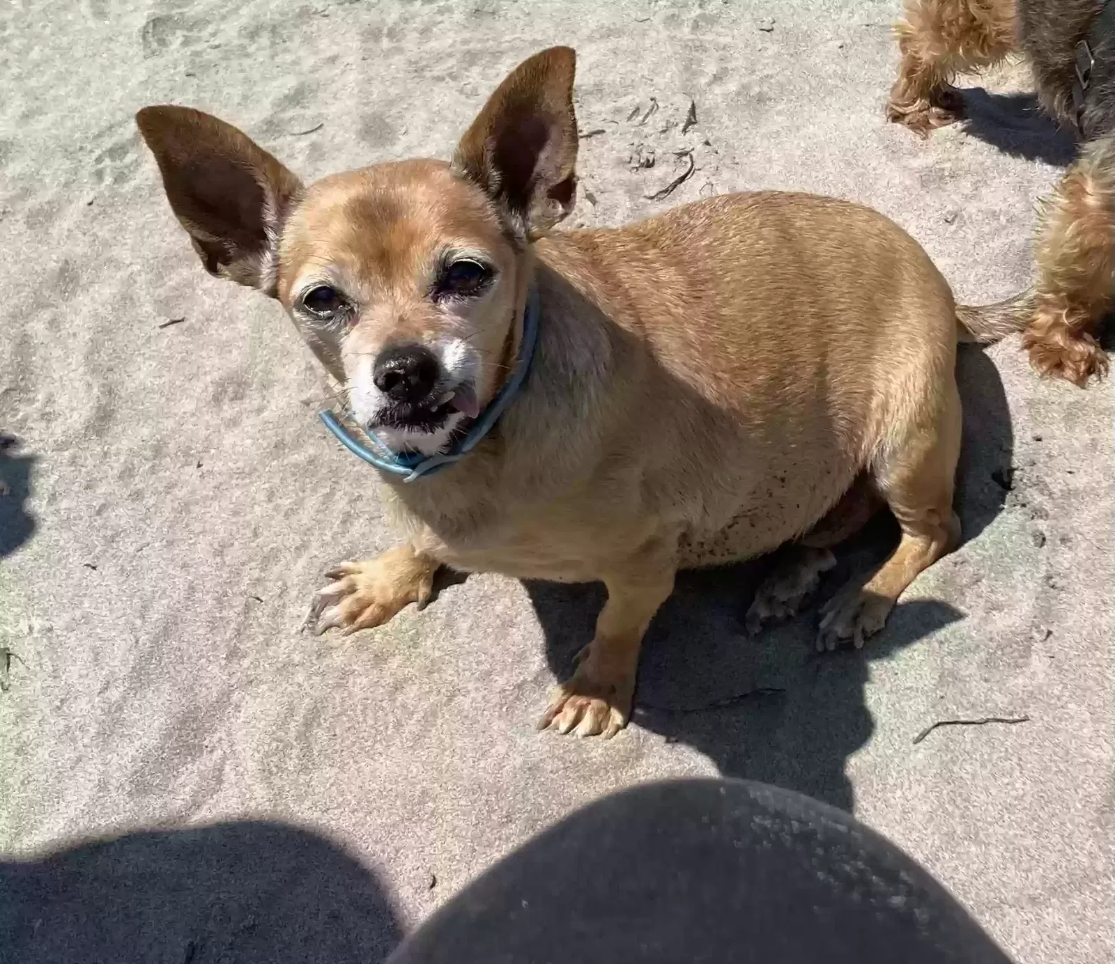 Lost dog in Magnolia, OH, 44643