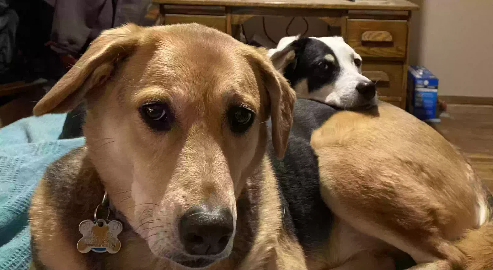 Lost dog in Columbus, OH, 43228