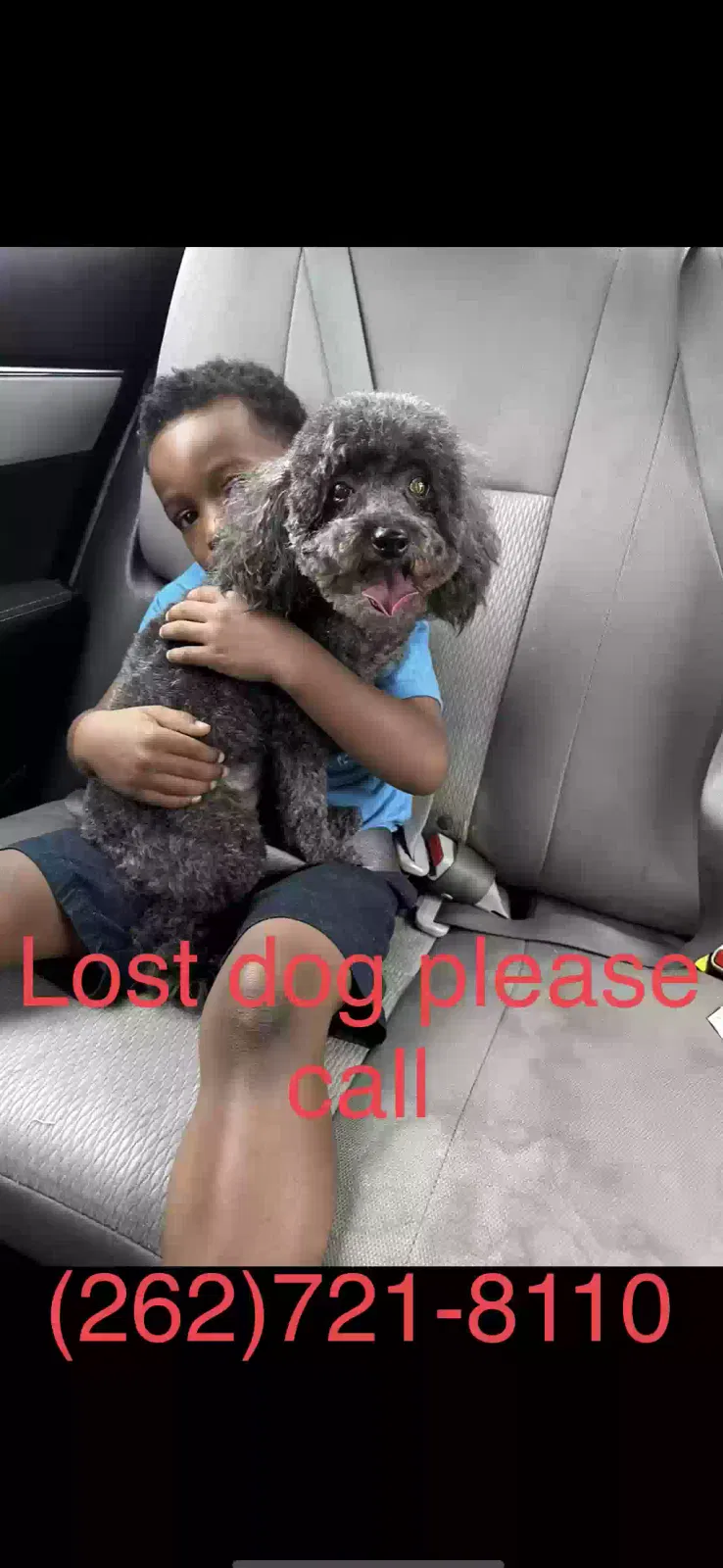 Lost dog in Memphis, TN, 38118