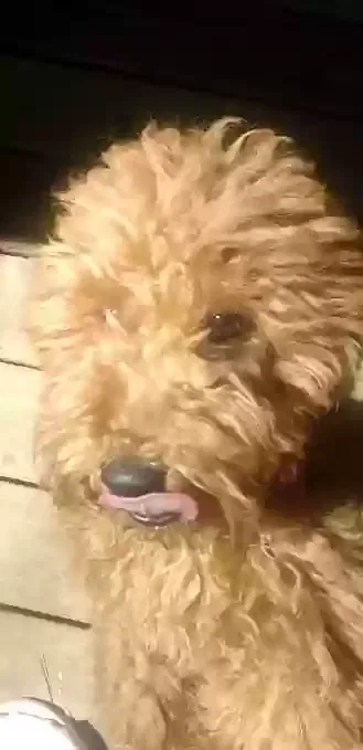 Lost dog in Stone Mountain, GA, 30088