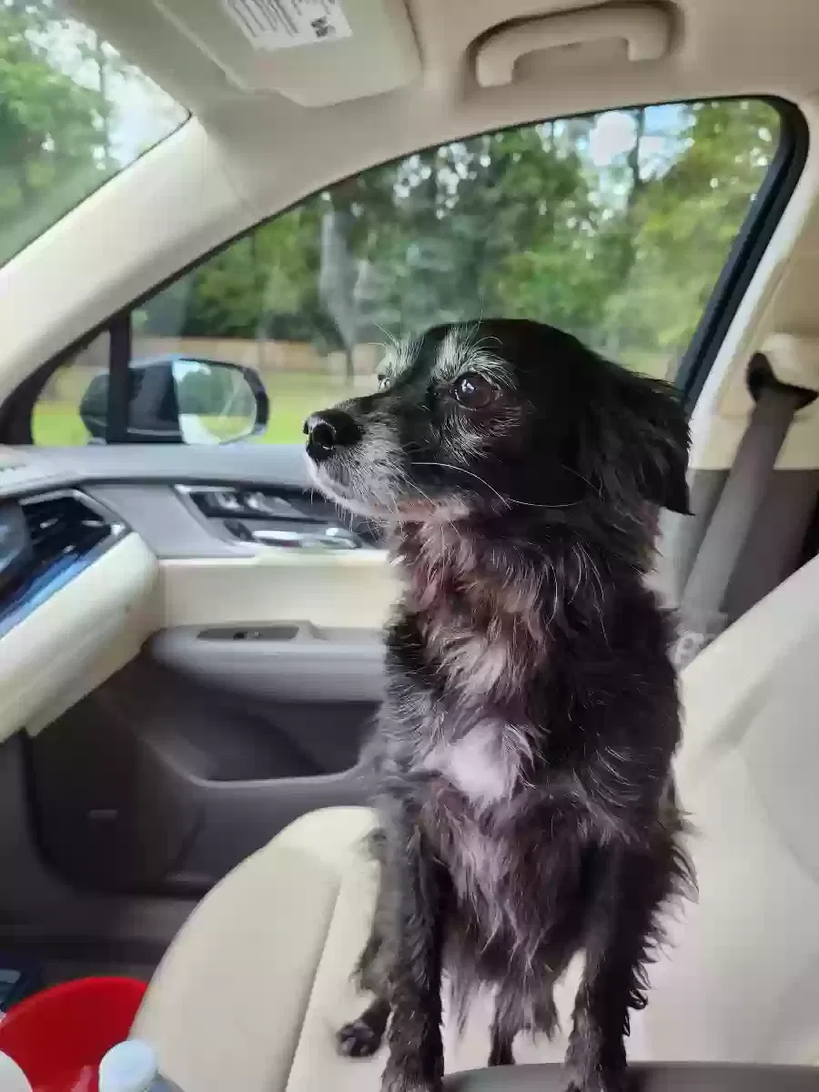Found dog in Magnolia, TX, 77354