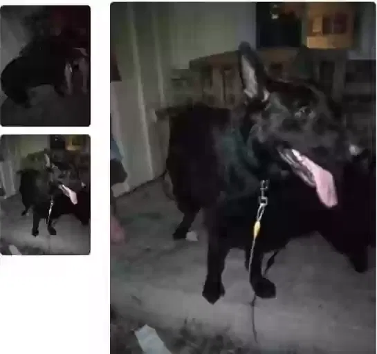Lost dog in Sacramento, CA, 95833