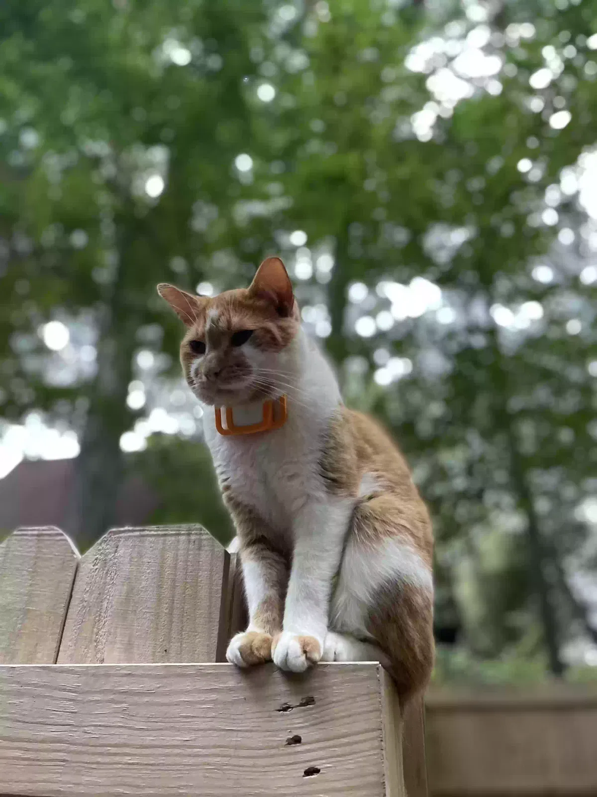 Lost cat in Daphne, AL, 36526
